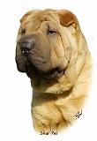Shar Pei 9M100D-045_2